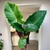 Kép 1/7 - Alocasia 'Imperial Red' - óriás elefántfül