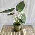 Kép 1/7 - Alocasia wentii kicsi