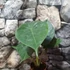 Kép 3/7 - Alocasia wentii kicsi