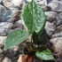 Kép 4/7 - Alocasia wentii kicsi