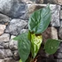 Kép 5/7 - Alocasia wentii kicsi
