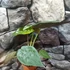 Kép 6/7 - Alocasia wentii kicsi