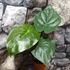 Kép 7/7 - Alocasia wentii kicsi