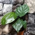 Kép 2/7 - Alocasia wentii kicsi