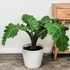 Kép 1/8 - Alocasia 'Low Rider'