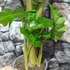 Kép 4/8 - Alocasia 'Low Rider'