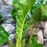 Kép 5/8 - Alocasia 'Low Rider'
