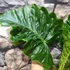 Kép 6/8 - Alocasia 'Low Rider'