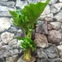 Kép 7/8 - Alocasia 'Low Rider'