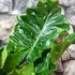 Kép 8/8 - Alocasia 'Low Rider'