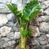 Kép 3/8 - Alocasia 'Low Rider'