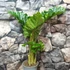 Kép 2/8 - Alocasia 'Low Rider'