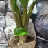 Kép 7/7 - Alocasia 'Low Rider' saját szaporítású