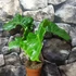 Kép 2/7 - Alocasia 'Low Rider' saját szaporítású