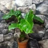 Kép 3/7 - Alocasia 'Low Rider' saját szaporítású