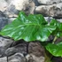 Kép 4/7 - Alocasia 'Low Rider' saját szaporítású
