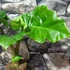 Kép 5/7 - Alocasia 'Low Rider' saját szaporítású