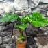 Kép 6/7 - Alocasia 'Low Rider' saját szaporítású