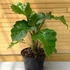 Kép 1/7 - Alocasia 'Low Rider' saját szaporítású