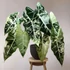 Kép 1/10 - Alocasia 'Frydek Variegata'