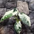Kép 2/10 - Alocasia 'Frydek Variegata'