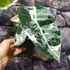 Kép 3/10 - Alocasia 'Frydek Variegata'