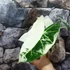 Kép 4/10 - Alocasia 'Frydek Variegata'