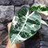 Kép 5/10 - Alocasia 'Frydek Variegata'
