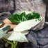 Kép 6/10 - Alocasia 'Frydek Variegata'