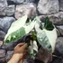 Kép 7/10 - Alocasia 'Frydek Variegata'