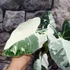 Kép 8/10 - Alocasia 'Frydek Variegata'