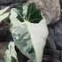 Kép 9/10 - Alocasia 'Frydek Variegata'