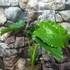 Kép 2/5 - Alocasia gageana - elefántfül