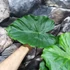 Kép 3/5 - Alocasia gageana - elefántfül