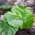 Kép 4/5 - Alocasia gageana - elefántfül