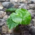 Kép 5/5 - Alocasia gageana - elefántfül