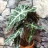 Kép 2/7 - Alocasia 'Polly'