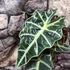 Kép 3/7 - Alocasia 'Polly'