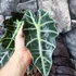 Kép 4/7 - Alocasia 'Polly'