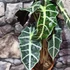 Kép 5/7 - Alocasia 'Polly'