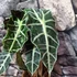 Kép 6/7 - Alocasia 'Polly'