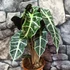 Kép 7/7 - Alocasia 'Polly'