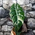 Kép 8/9 - Alocasia 'Chantrieri'