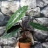 Kép 9/9 - Alocasia 'Chantrieri'