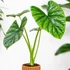 Kép 1/8 - Alocasia Lukiwan
