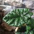 Kép 5/8 - Alocasia Lukiwan