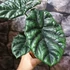 Kép 6/8 - Alocasia Lukiwan