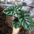 Kép 7/8 - Alocasia Lukiwan
