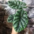 Kép 8/8 - Alocasia Lukiwan