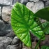 Kép 3/8 - Alocasia Lukiwan
